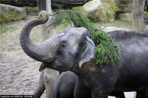 320名圣誕老人集體沖浪？八一八圣誕節(jié)奇聞趣事